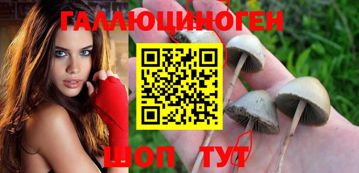 Псилоцибиновые грибы Psilocybe Отрадный
